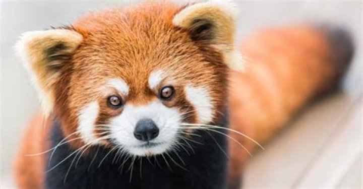 Can you own a red panda?