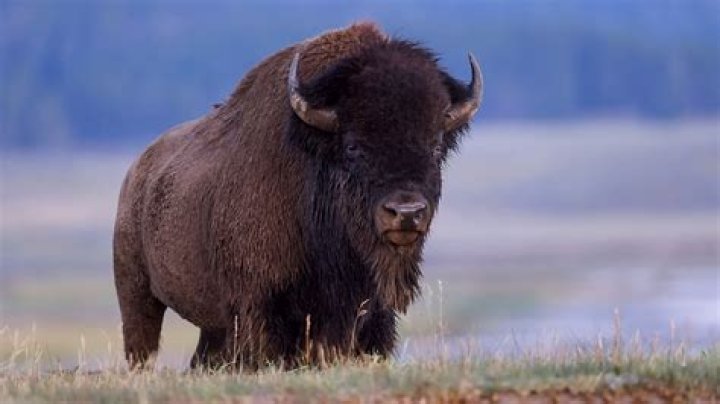 Discoveries And Insights From Yellowstone