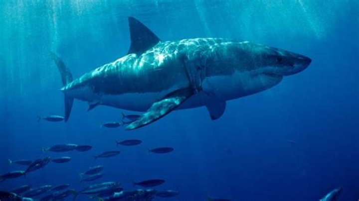 Exploring the Allure of Shark.bae on OnlyFans: A Comprehensive Guide