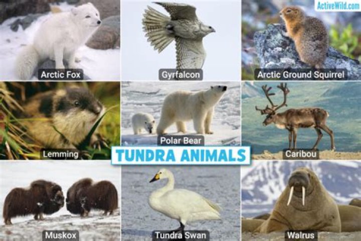 How are the desert and tundra ecosystems similar?