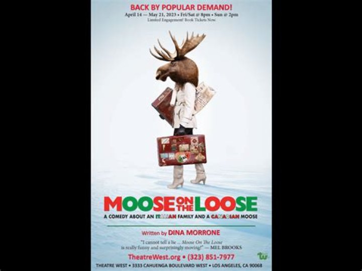 Moose on the Loose Inside Movie Theater in Alaska