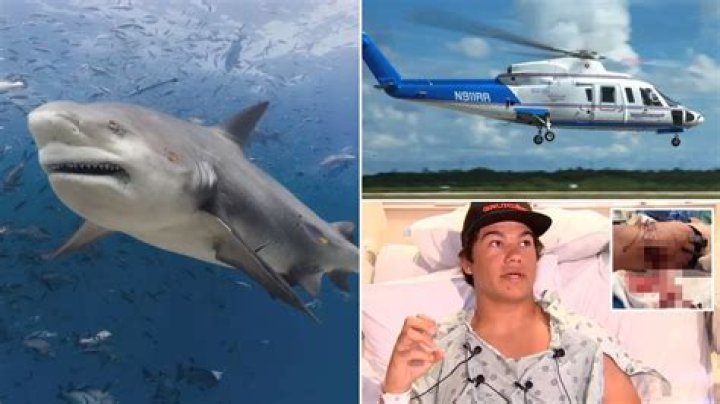 Shark Attacks In Honolulu, Hawaii