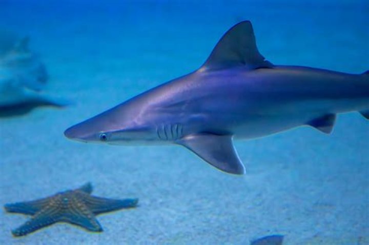 Shark.bae Leaked OnlyFans: The Inside Story