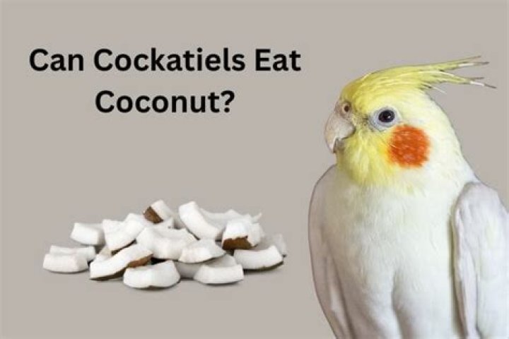 The Best Cockatiel Food in 2019