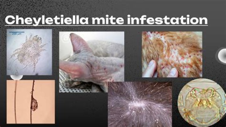 Unveiling Cheyletiella Mite Bites: Unraveling The Mystery
