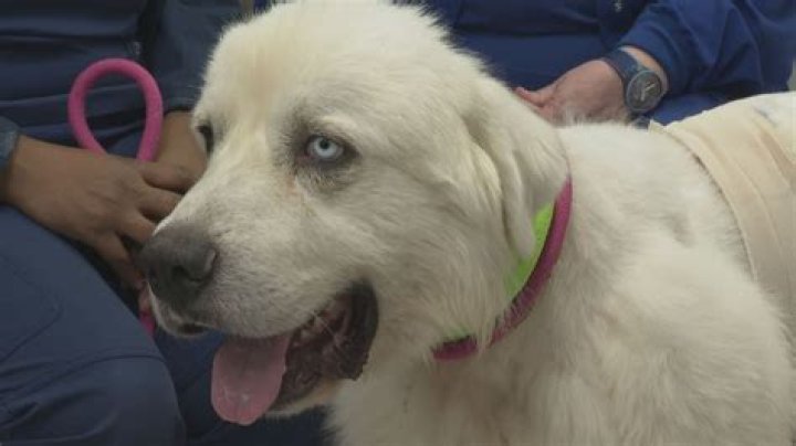 Unveiling The Casper Great Pyrenees: Discoveries And Delights