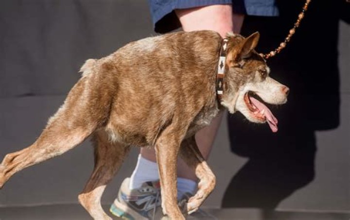 Unveiling The World Of Ugly Dog Pictures