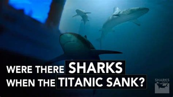 Were there sharks near the Titanic?