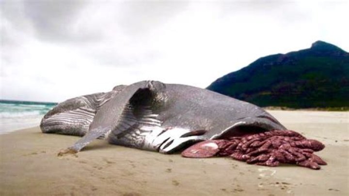 Whale Bitten In Half In Hawaii